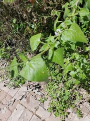 Tamaulipa azurea