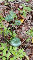 Hexastylis virginica