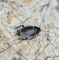 Phyllodromica marginata