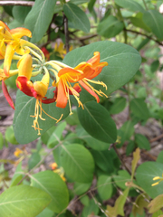 Lonicera flava
