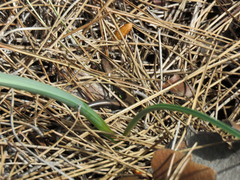 Ablepharus kitaibelii