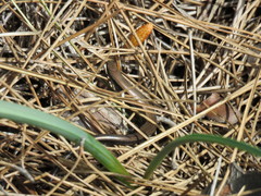 Ablepharus kitaibelii