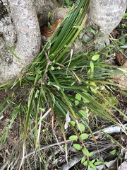 Carex crebriflora