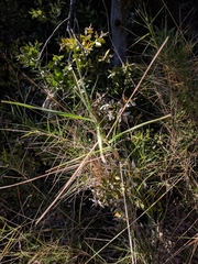 Poaceae