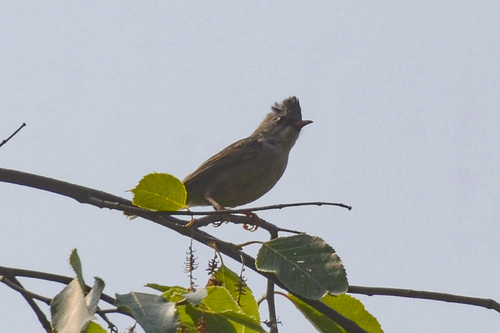 Black-chinned Yuhina (Yuhina nigrimenta), photo 9