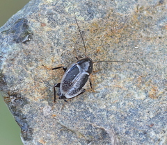 Phyllodromica marginata