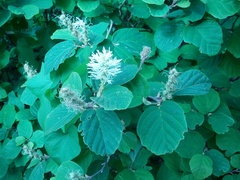 Fothergilla major
