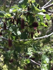 Ribes roezlii roezlii