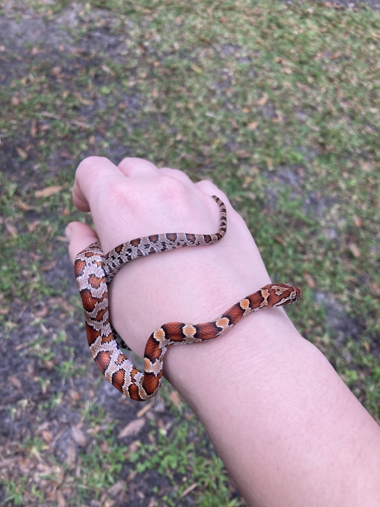 Corn Snake from Delaware Ave, Fort Pierce, FL, US on January 15, 2024