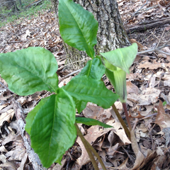 Arisaema triphyllum