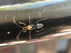 Pseudoxenetus regalis