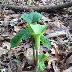 Arisaema triphyllum