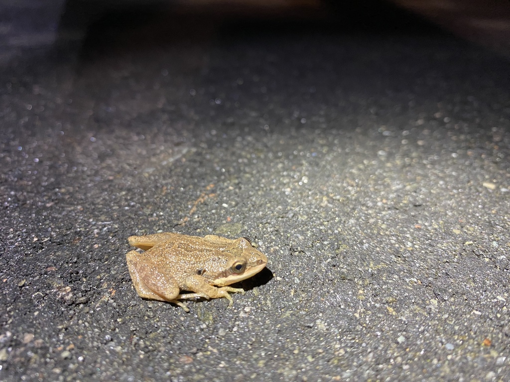 Upland Chorus Frog in January 2024 by stacys · iNaturalist