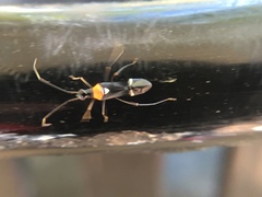 Pseudoxenetus regalis