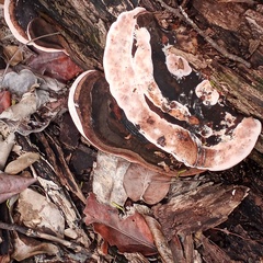 Media resource of Nigroporus vinosus