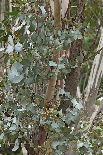 Image of Eucalyptus rubida by (c) Max Campbell, some rights reserved (CC BY)