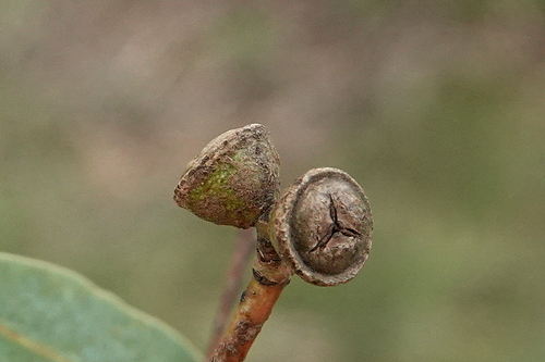 Image of Eucalyptus rubida by (c) Max Campbell, some rights reserved (CC BY)