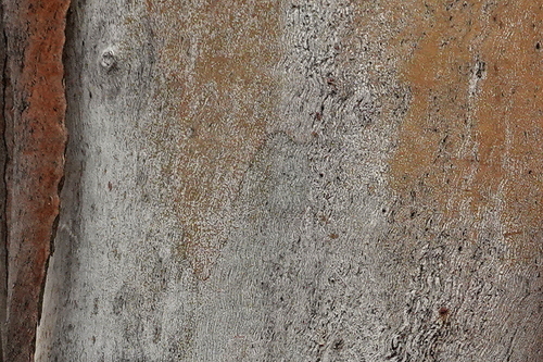 Image of Eucalyptus rubida by (c) Max Campbell, some rights reserved (CC BY)