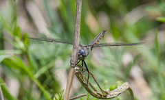 Epitheca petechialis
