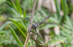 Epitheca petechialis