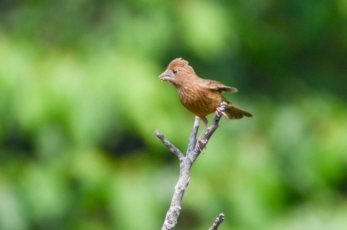 Vinaceous Rosefinch (Carpodacus vinaceus), photo 6