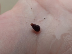 Lampanella minima