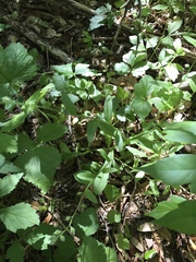 Myosotis macrosperma