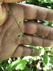 Myosotis macrosperma