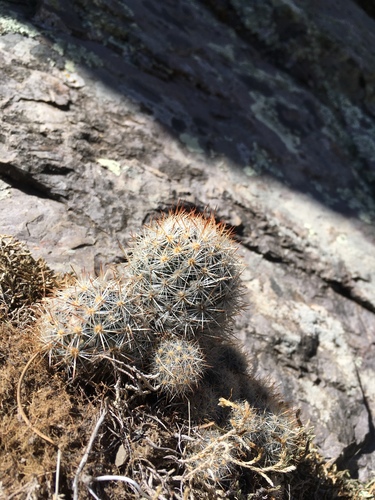 Pelecyphora sneedii