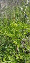 Polytaenia