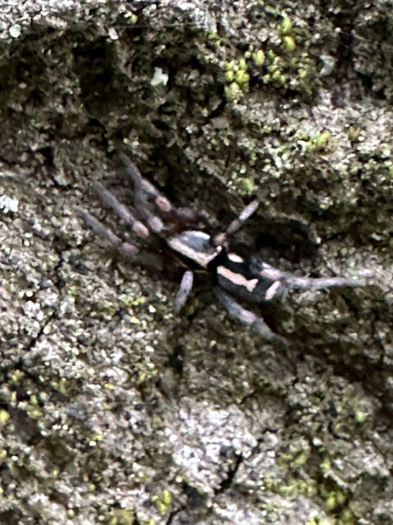 Cesonia josephus