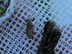 Phlegyas abbreviatus