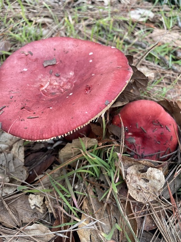 iNaturalist observation photo of brittlegills