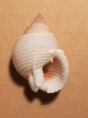 Nassarius desmoulioides