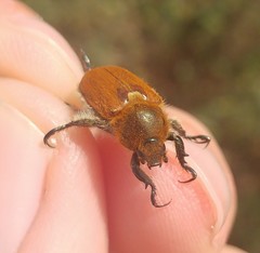 Brancoplia leucaspis vseteckai