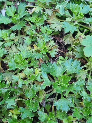 Image of Saxifraga maderensis by (c) Vítor Jorge, some rights reserved (CC BY)
