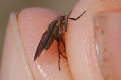 Pherbellia cinerella