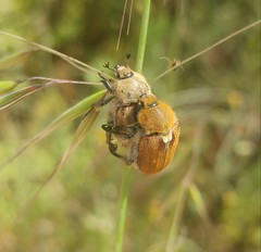 Brancoplia leucaspis vseteckai