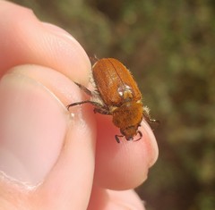 Brancoplia leucaspis vseteckai