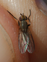 Pherbellia cinerella