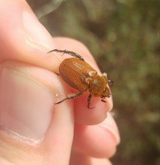 Brancoplia leucaspis vseteckai