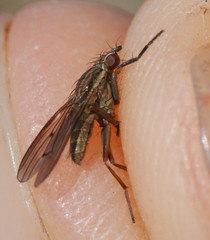 Pherbellia cinerella