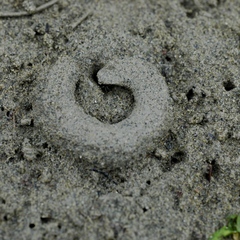 Amphibola crenata