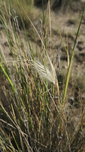 Image of Pappostipa speciosa by no rights reserved