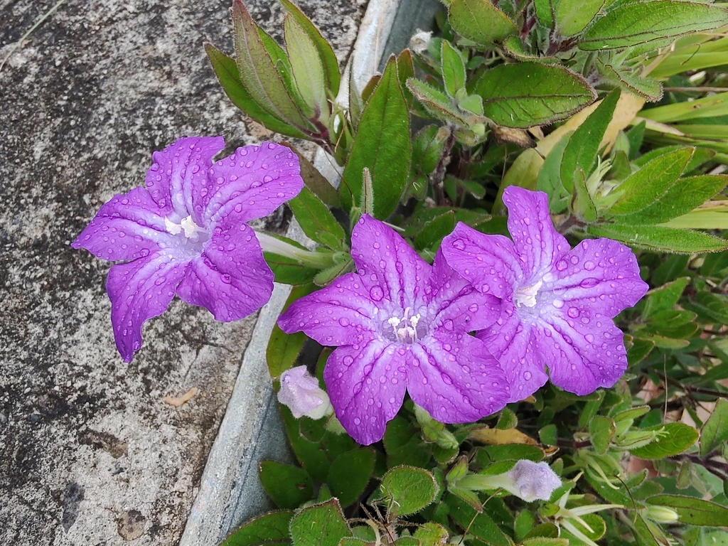 creeping ruellia from Gymea NSW 2227, Australia on January 27, 2024 at ...