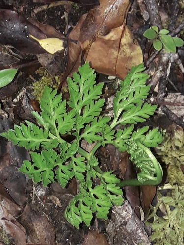 Image of Sceptridium australe by (c) naturewatchwidow, some rights reserved (CC BY)