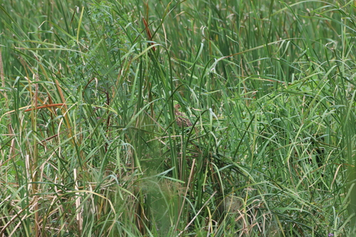 Waterhaan (Gallicrex cinerea)