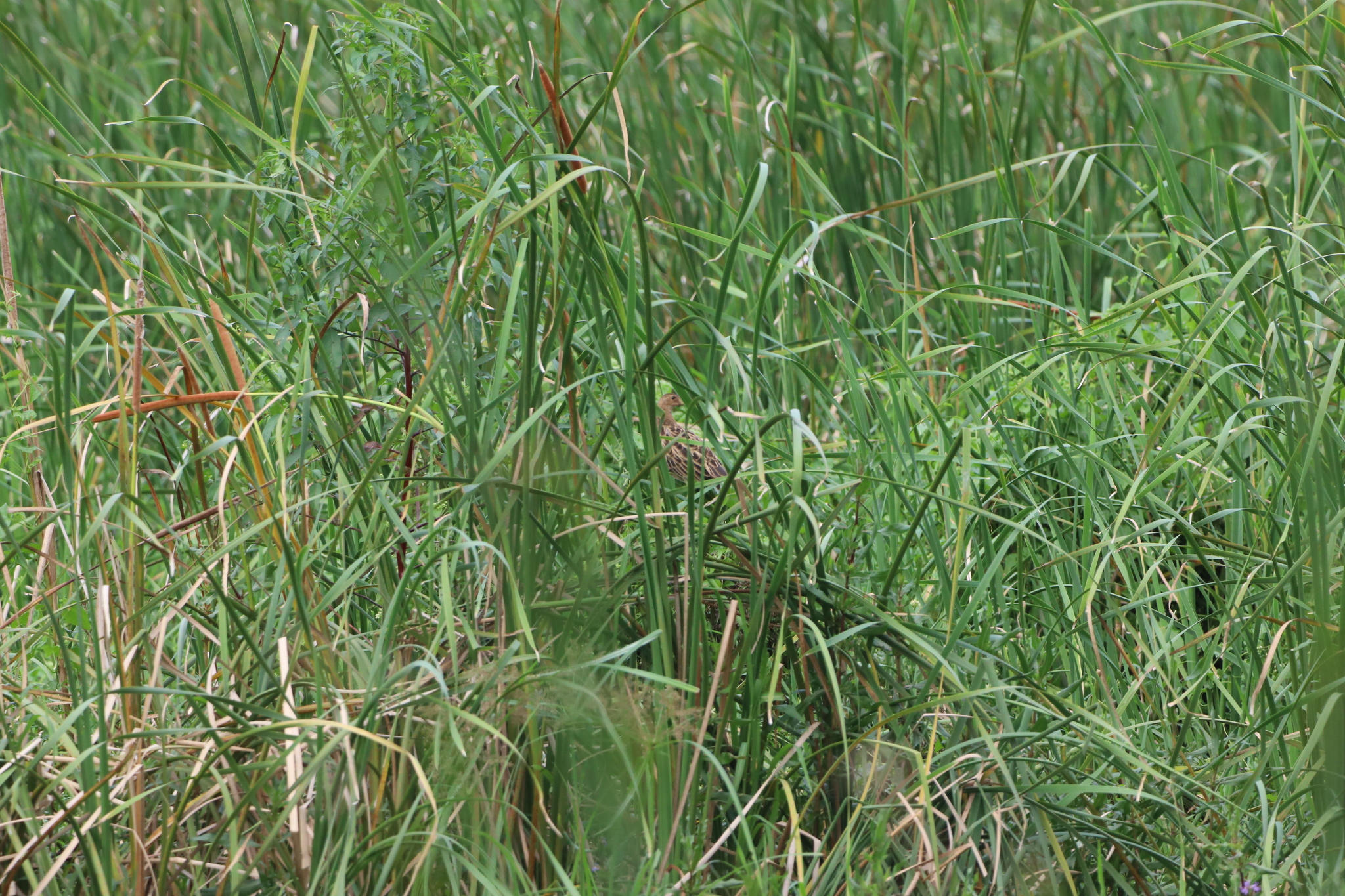 Watercock (Gallicrex cinerea)