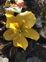 Fremontodendron