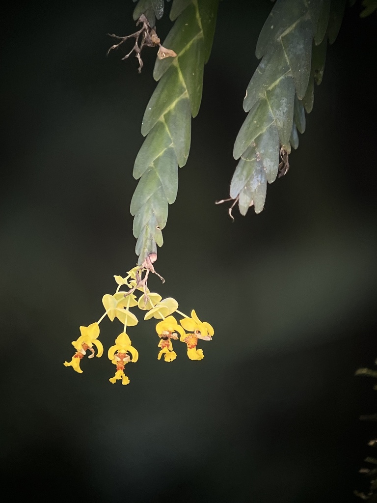 Lockhartia amoena